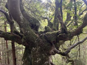 Китайският GAC подкрепя стартъпа за самоуправляващи се автомобили Pony.ai с ново финансиране · TechNode