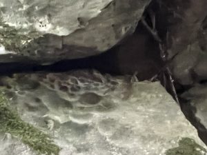 Китай обявява антидъмпингово мито за канадски компании