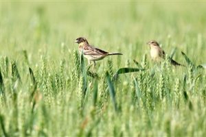 Китай затяга мерките срещу лова на защитени птици