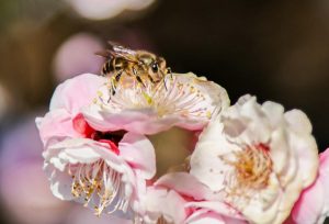 Сливовата градина Кингдао цъфти с 200 разновидности